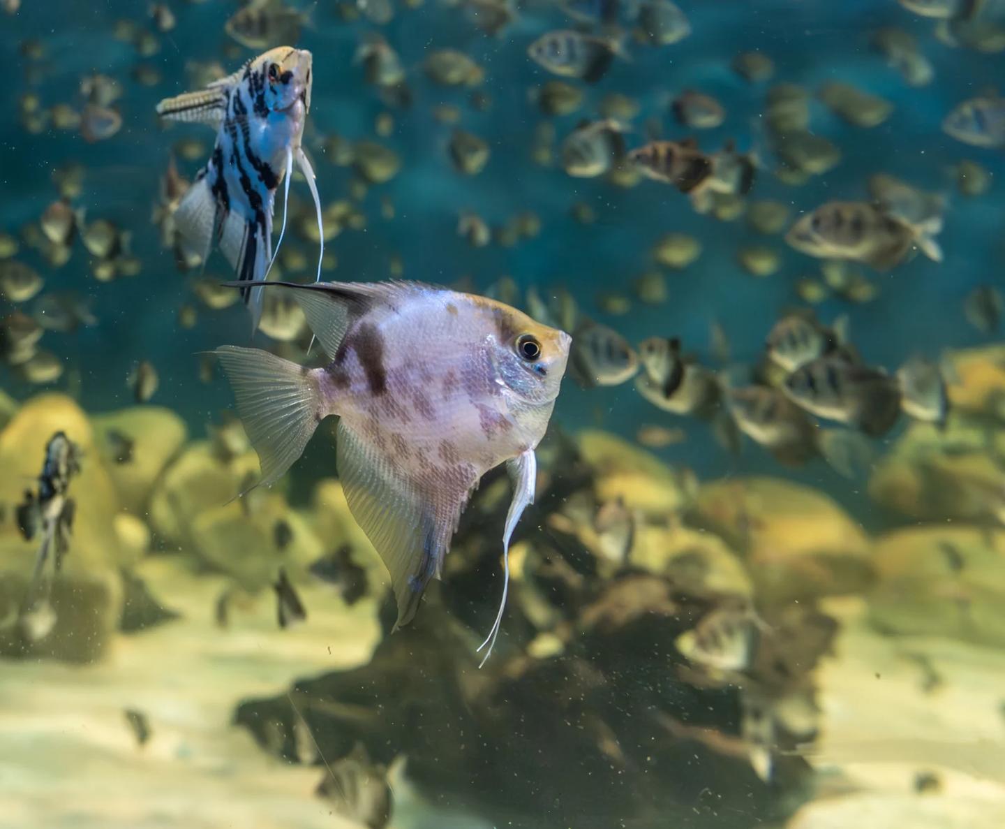 A pale freshwater angelfish with dark body bands, tall fins and long pelvic filaments, with other angelfish blurred behind.