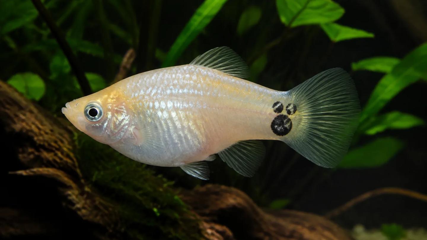 Cream Mickey Mouse platy in side view with one large and two small dark marks at the tail base