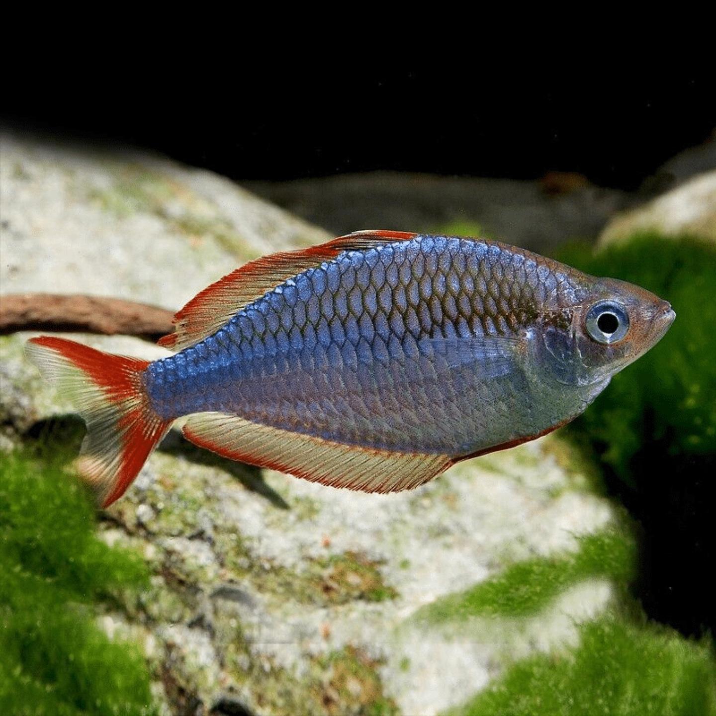 A neon dwarf rainbowfish (Melanotaenia praecox) showing the powder-blue body and red fins