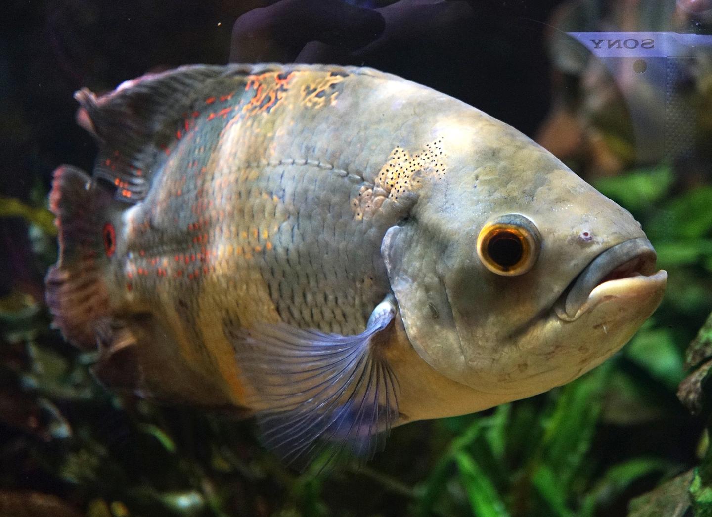 Close-up of an Oscar fish showing its large head, round eye and orange-spotted grey body