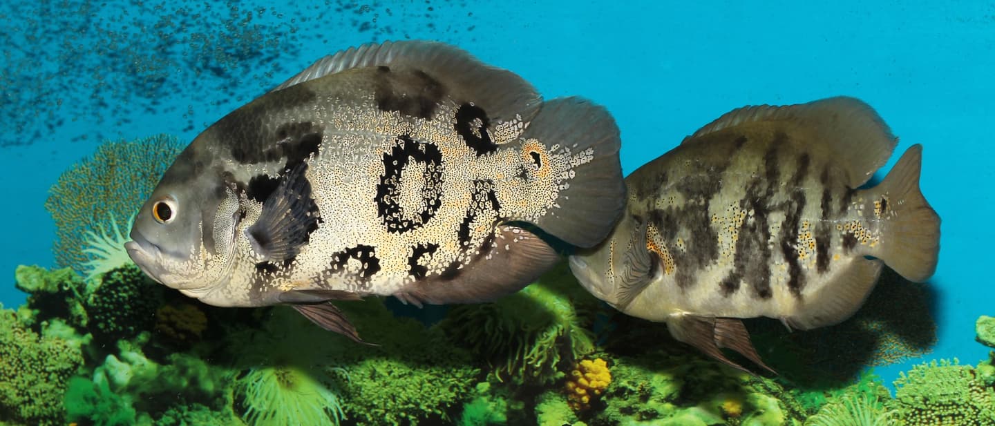 Two pale patterned Oscar fish swimming side by side in an aquarium