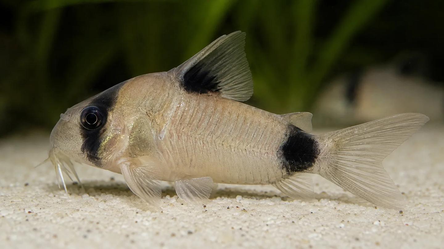 Panda Cory in side view showing the black mask, dorsal patch and tail-base patch