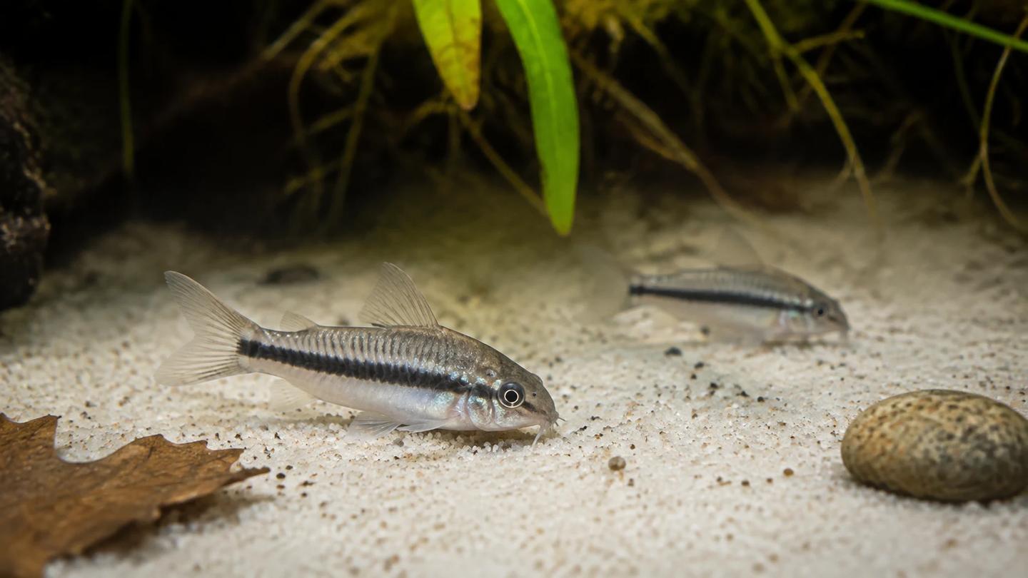 Two pygmy corydoras using short barbels to forage over fine aquarium sand
