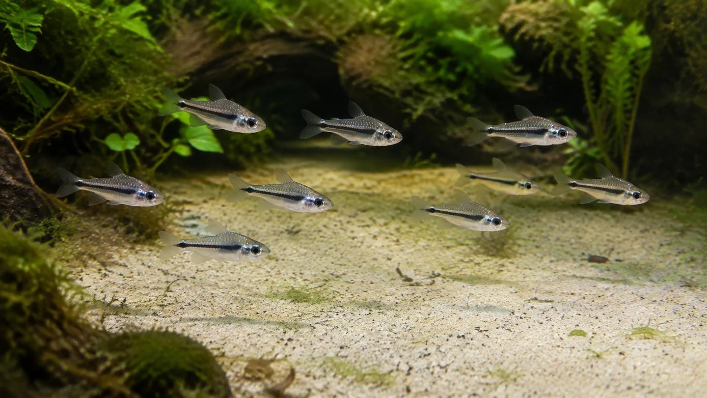 Group of pygmy corydoras swimming above an open strip of fine sand