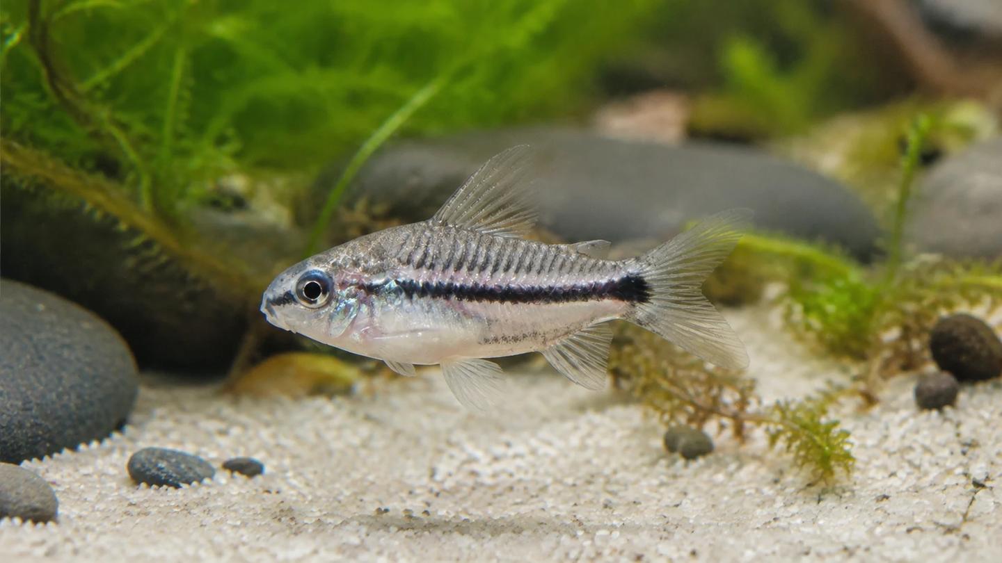 Pygmy corydoras in side view above fine sand in a planted aquarium