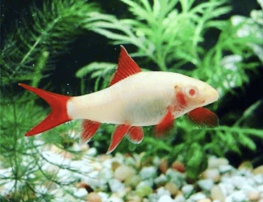 A rainbow shark colour form — pale body with vivid red fins — swimming among fine-leaved plants and gravel