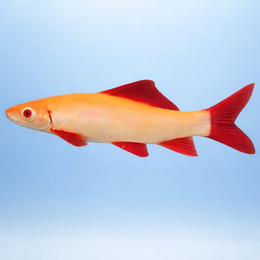 An albino rainbow shark (red-fin shark) showing the pale golden body and bright red fins in clear water