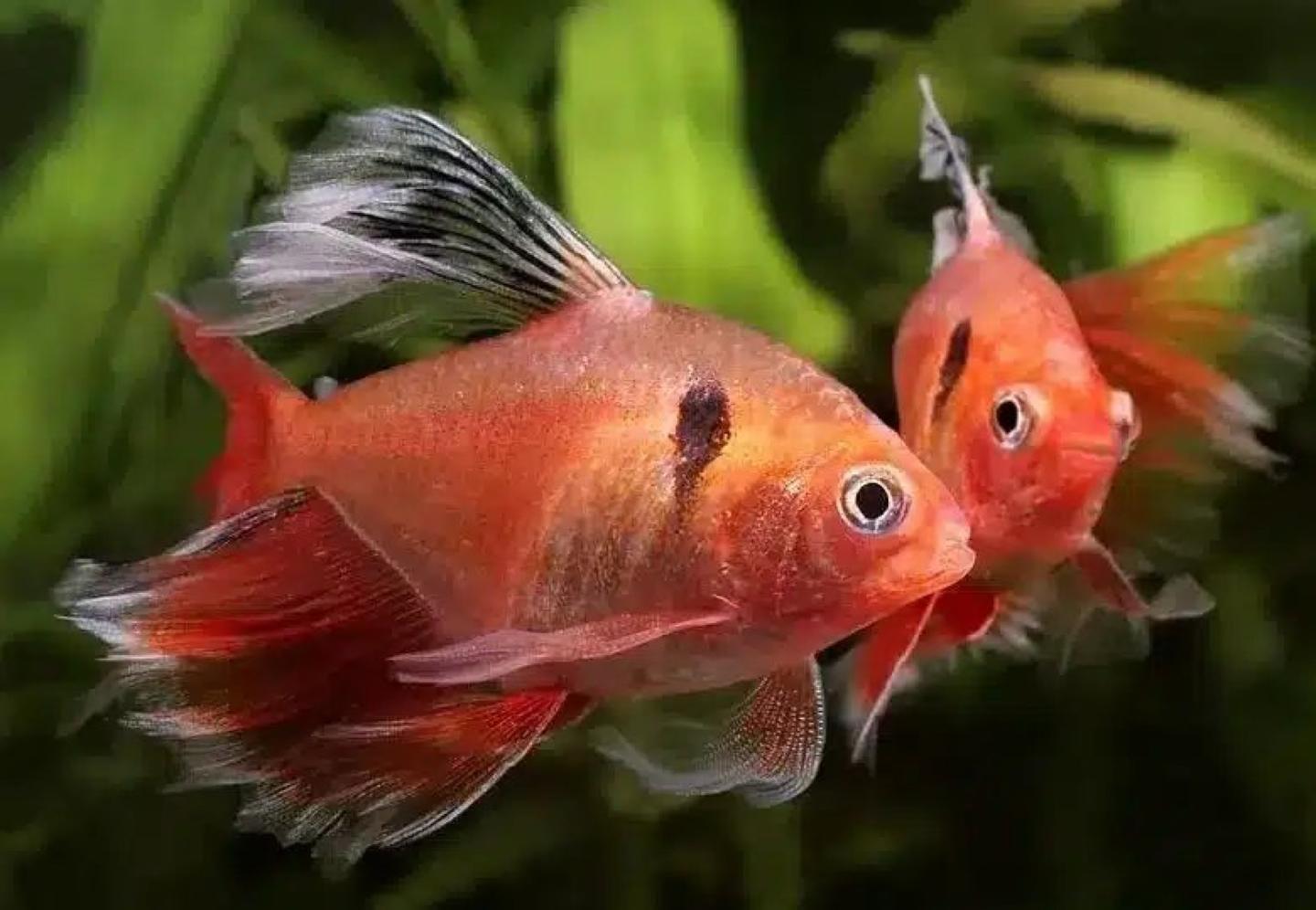 A shoal of serpae tetras, Hyphessobrycon eques, showing the deep red body and black shoulder spot
