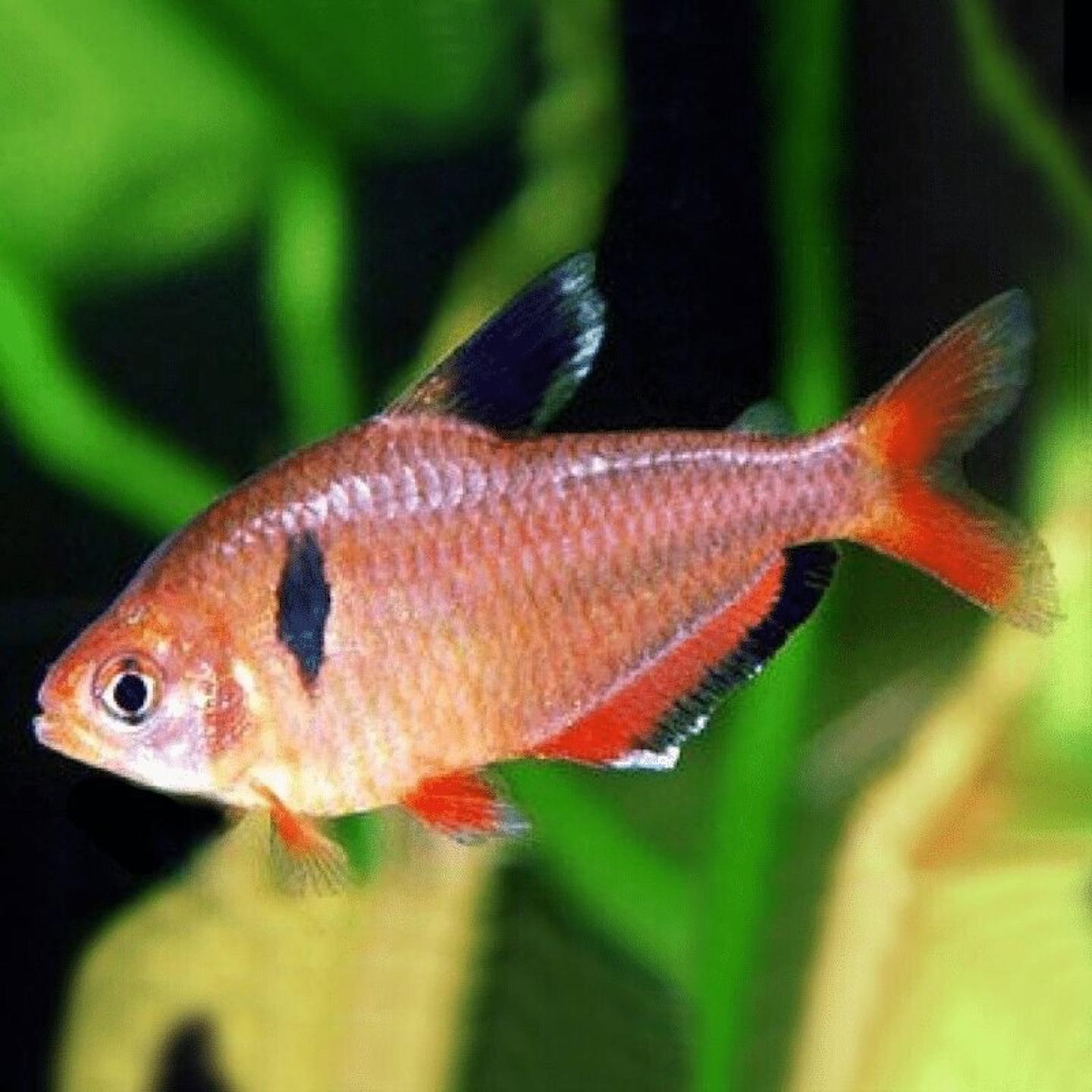 A close view of a serpae tetra showing the black-edged anal fin and red body