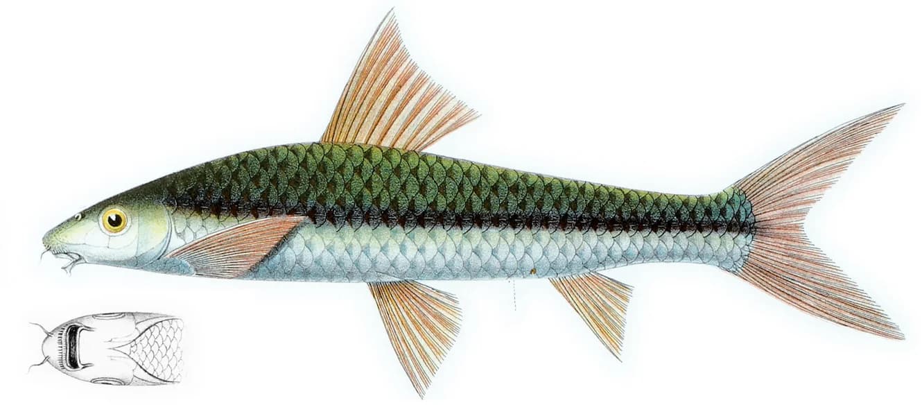 Historical scientific plate of Crossocheilus oblongus shown side-on