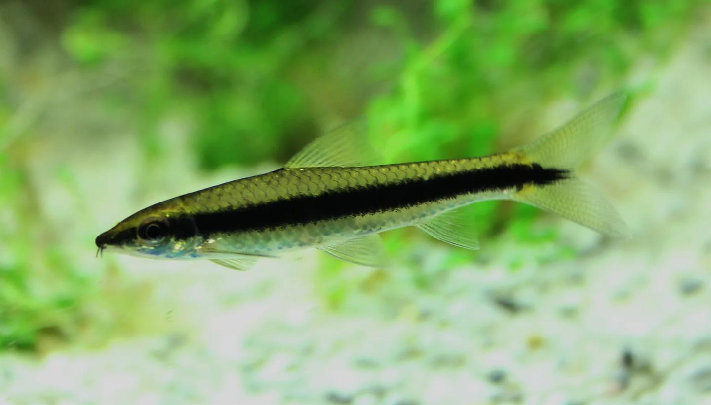 Small silver juvenile Crossocheilus with a dark stripe resting above pale gravel