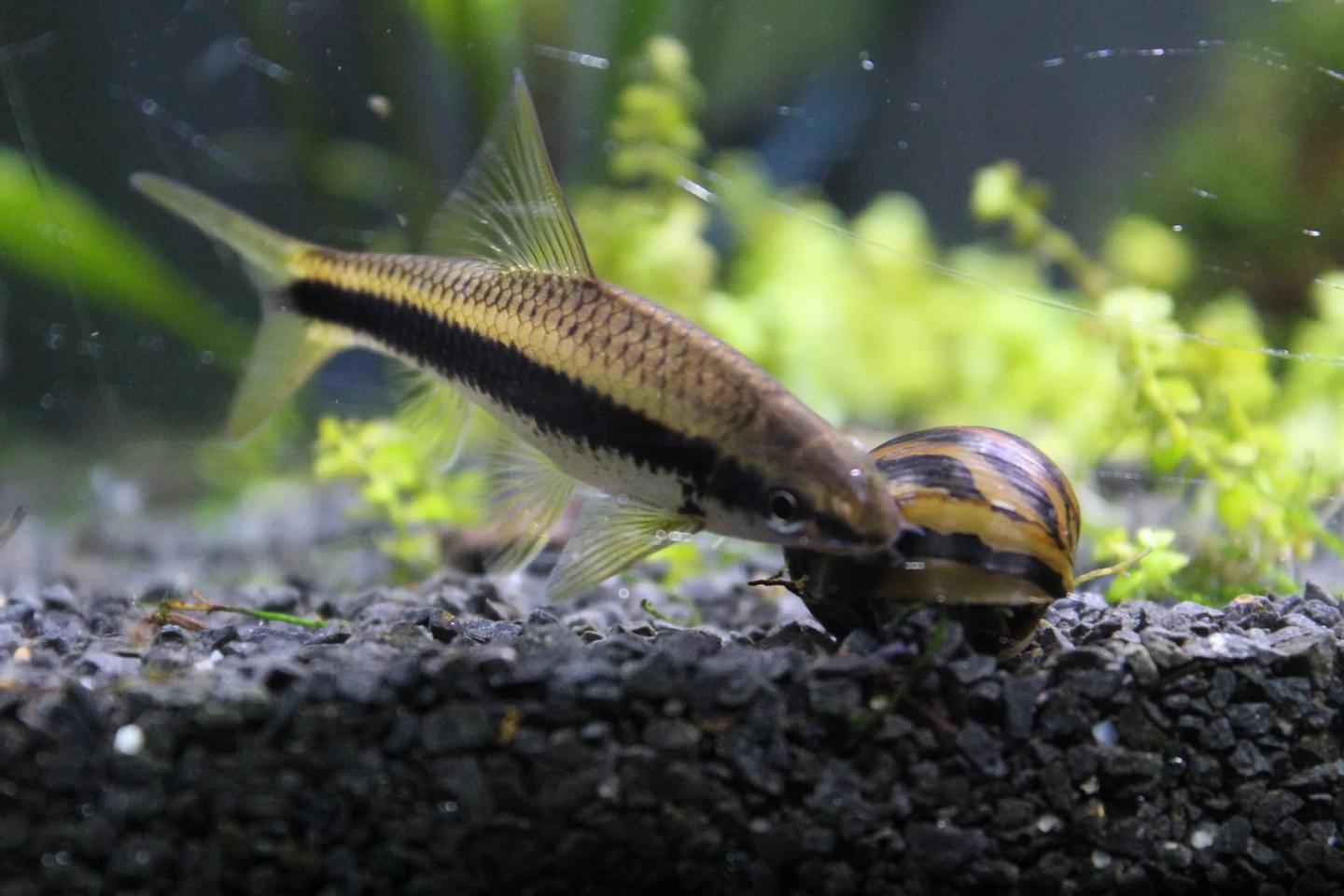 Siamese algae eater lowering its mouth towards the shell of a nerite snail