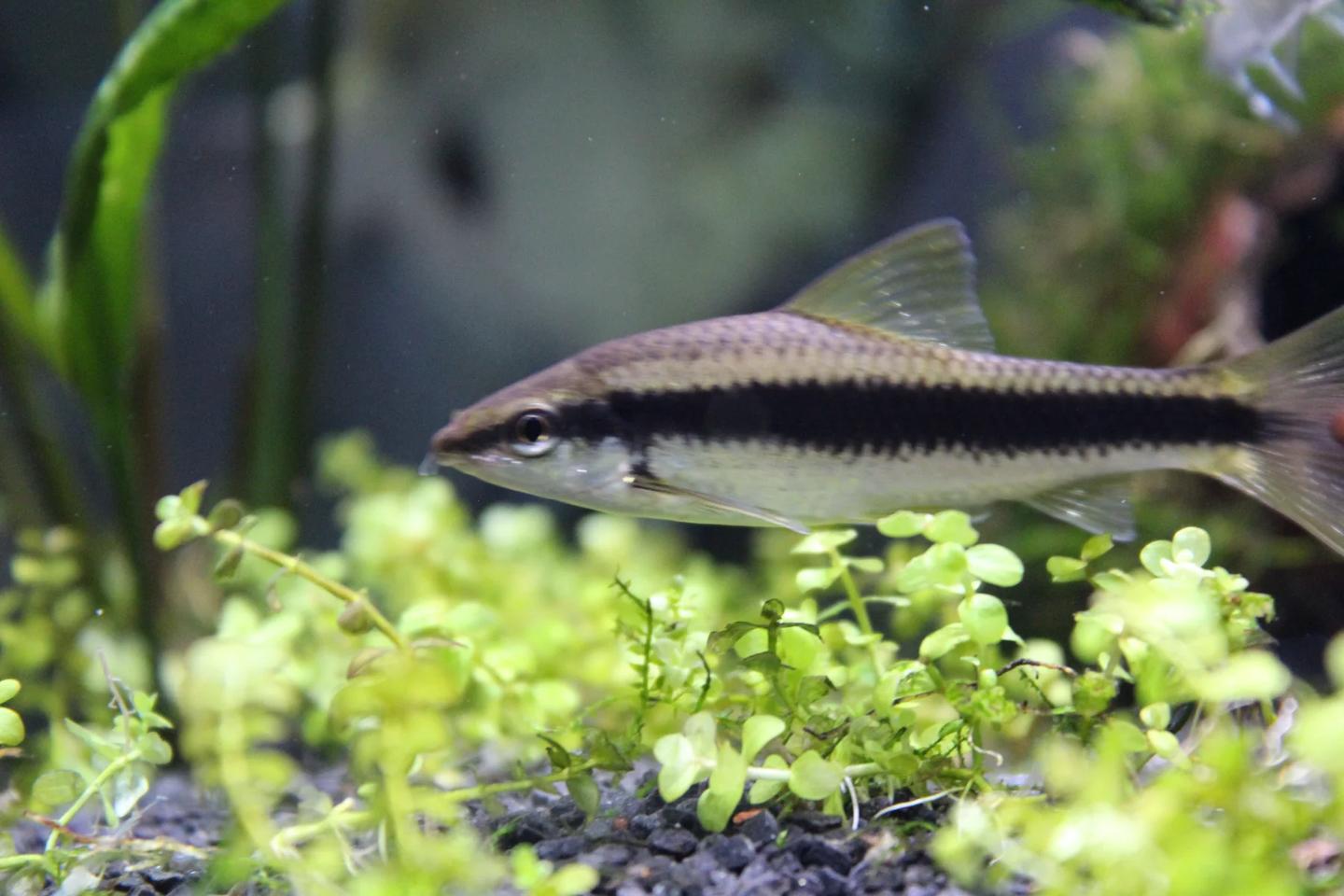 Slender silver Siamese algae eater with a dark side stripe swimming above aquarium plants