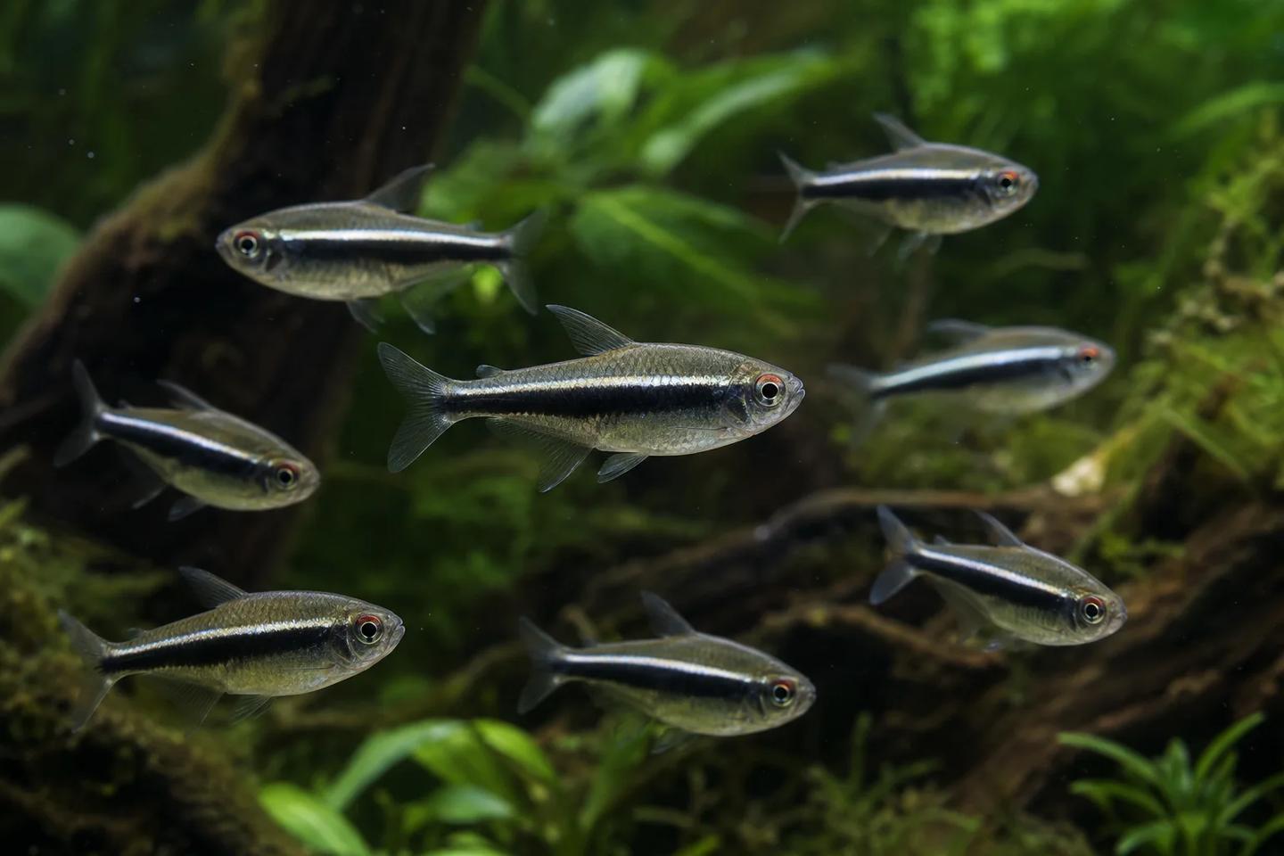 Group of black neon tetras with black side stripes, pale upper lines and reddish upper irises