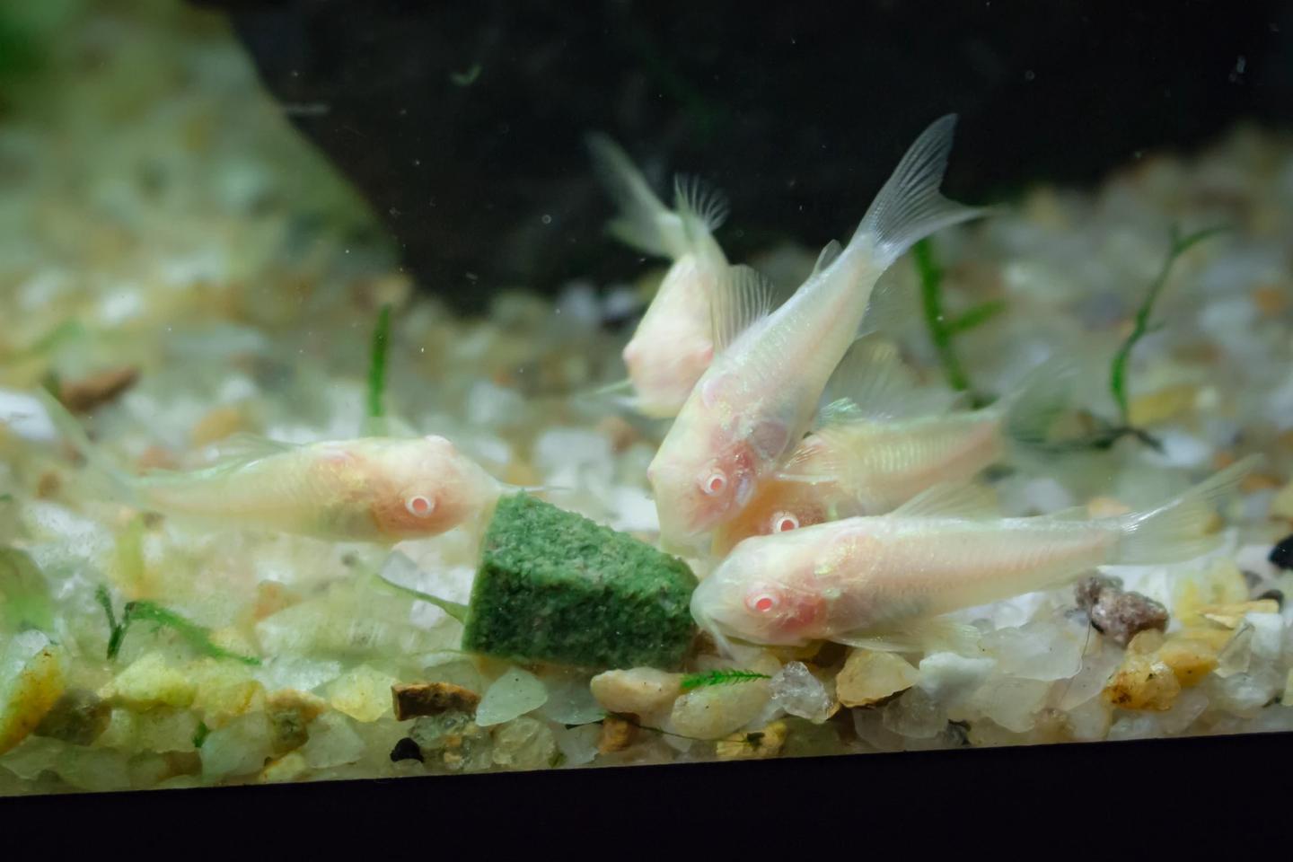 Source-labelled group of albino Corydoras aeneus feeding in an aquarium