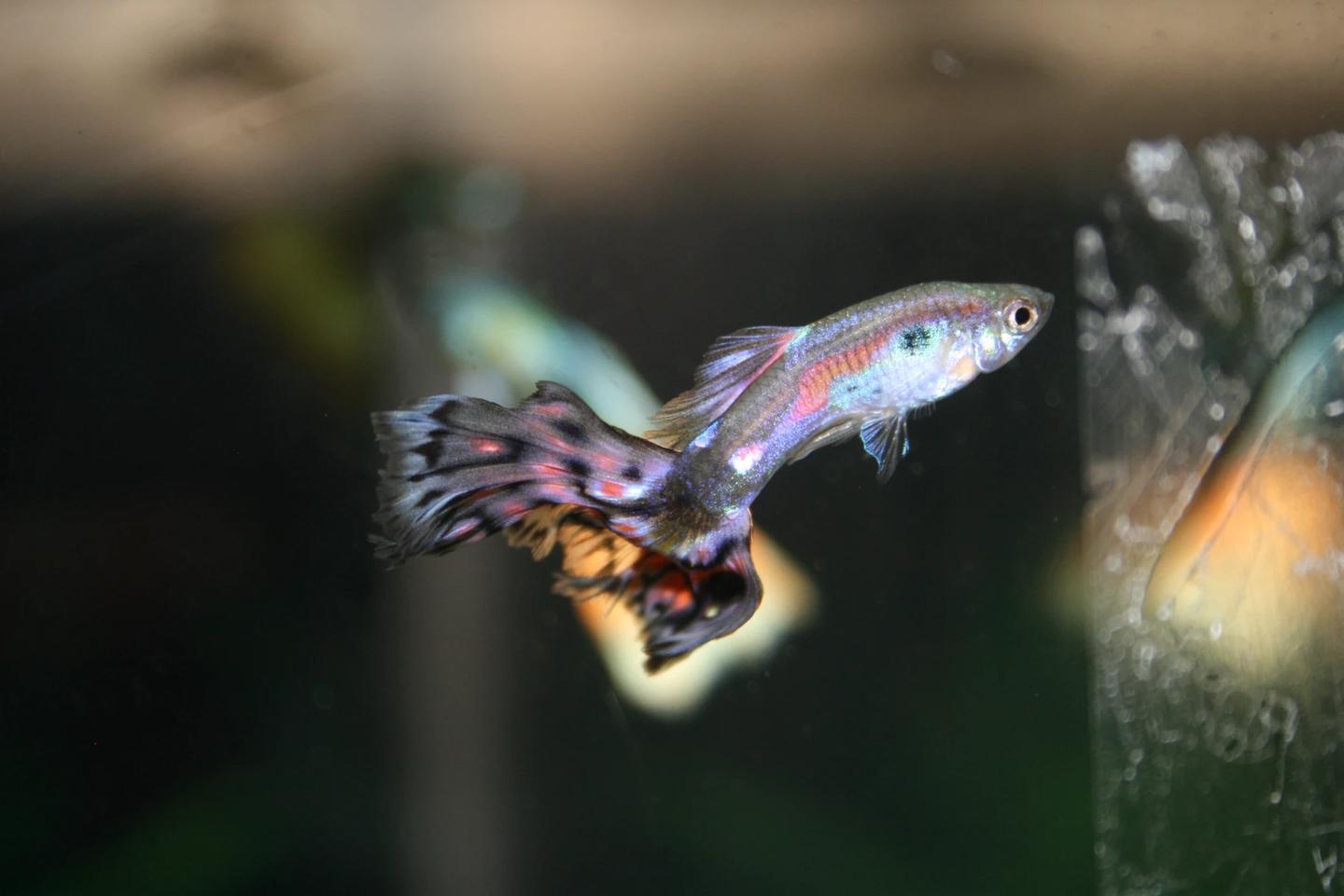 Source-labelled cobra guppy Poecilia reticulata in an aquarium
