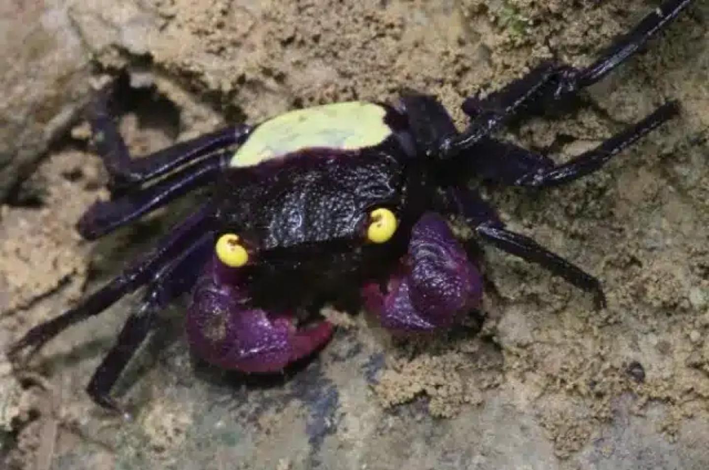 A vampire crab (Geosesarma) showing its jewel-coloured shell and raised eyes