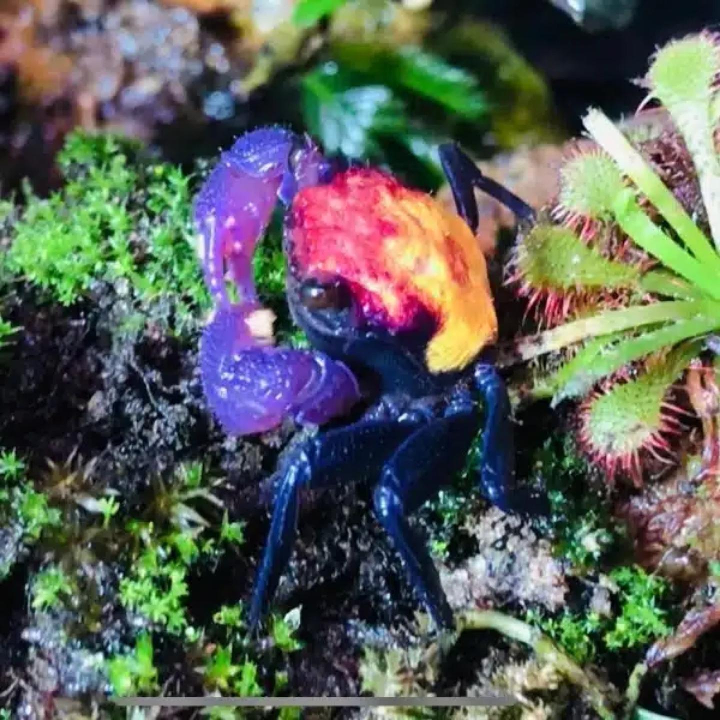 A red Geosesarma vampire crab on substrate, showing the contrasting claw and shell colour