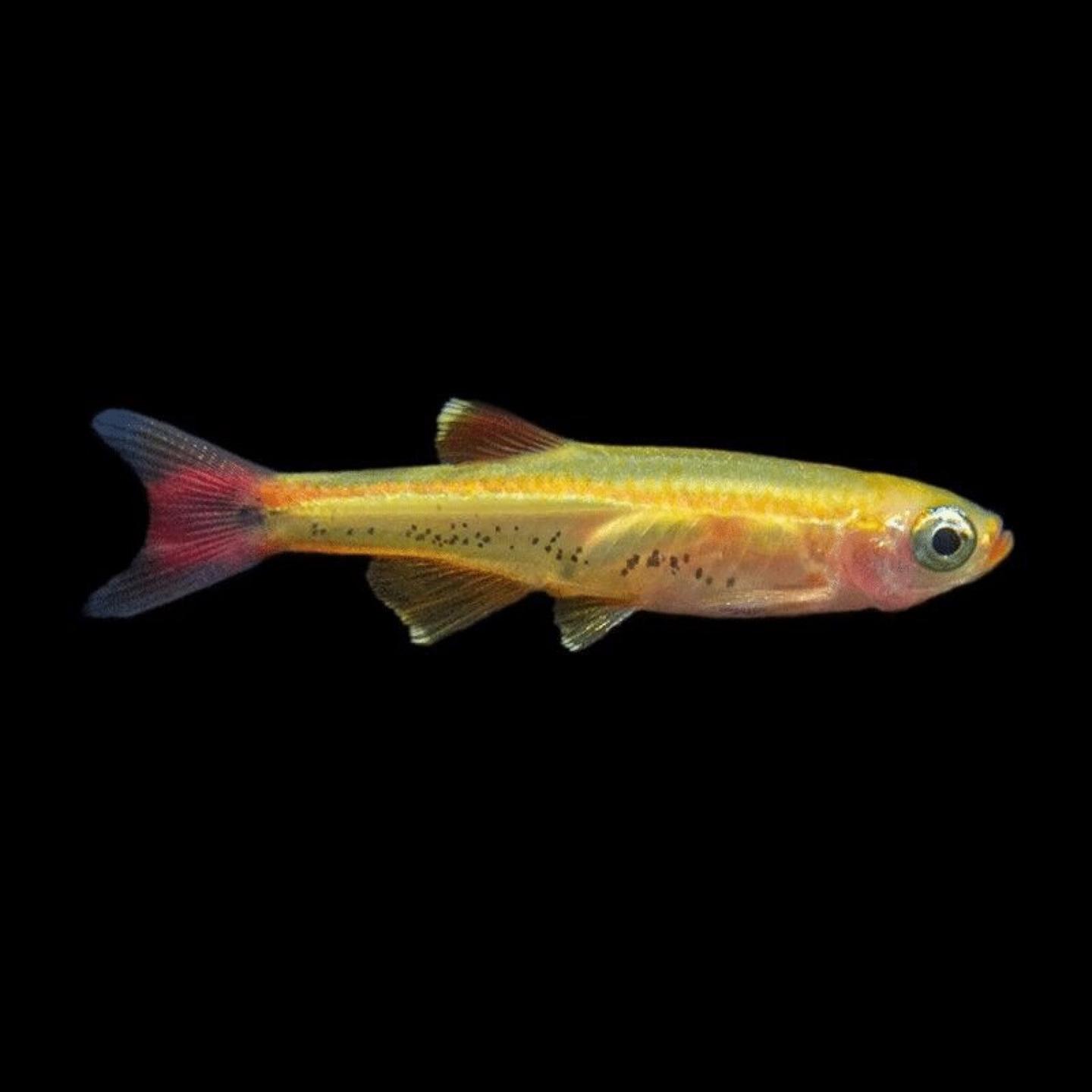 A shoal of gold white cloud mountain minnows (Tanichthys albonubes) showing the pinkish-gold body and red-edged fins