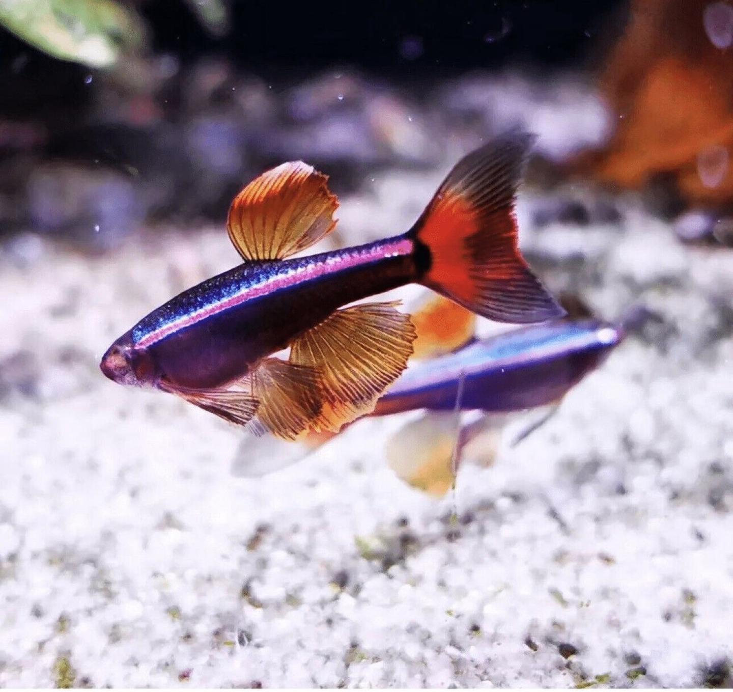A standard white cloud mountain minnow (Tanichthys albonubes) showing the olive-bronze body and bright lateral stripe