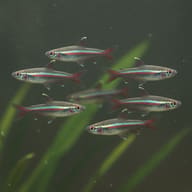 10 X Dwarf Pencilfish (Nannostomus marginatus) in a planted aquarium - view 2