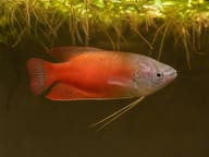 Red Thick-Lipped Gourami (Trichogaster labiosa) beneath floating plants in a natural aquarium — representative image - view 3