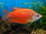Red Thick-Lipped Gourami (Trichogaster labiosa) close side view showing natural red-orange colour and pelvic feelers - view 2