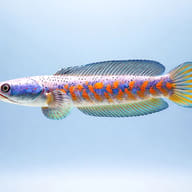 Peacock Snakehead showing Channa pulchra body pattern near plants — representative image - view 3
