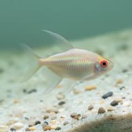 Pale gold tetra with a red-ringed eye and long translucent fins above sandy gravel - view 2