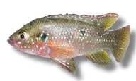 Red Jewel Cichlid in side profile with a pink-red underside and pale speckles - view 5