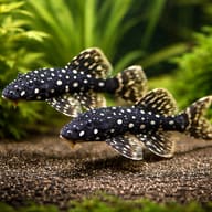 Acanthicus adonis pair in a planted aquarium — representative image - view 2