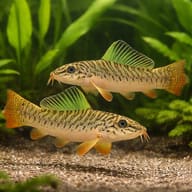 Acanthocobitis botia 4 — pair in a planted aquarium — representative image - view 2
