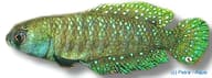 Affinis Pearl, Matilebias affinis - view 5