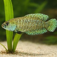 Affinis Pearl Killifish scale and planting reference view - view 4