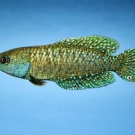 Affinis Pearl Killifish side profile and body shape - view 3