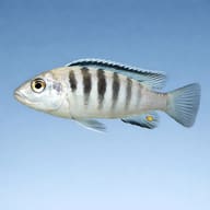 Labidochromis sp. nkali — African cichlids UK — Lake Malawi Cichlids UK — side profile on a plain background - view 3