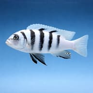 Representative side view of Chimate Dogtooth Cichlid (Cynotilapia zebroides); colour is illustrative - view 3