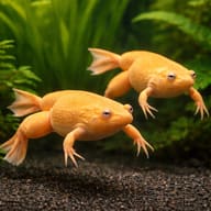 African clawed frog, albin — pair in a planted aquarium — representative image - view 2