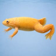 African clawed frog, albin — side profile on a plain background — representative image - view 3