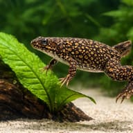 African clawed frog — close view showing fin and scale detail — representative image - view 4