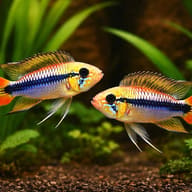 Two Gold Red Agassiz’s Dwarf Cichlids facing each other in a planted aquarium above dark gravel - view 2