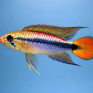 Gold Red Agassiz’s Dwarf Cichlid in side profile against a blue background with a gold head and red tail - view 3