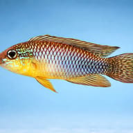 Agassiz' Dwarf Cichlid Santerem — side profile on a plain background — representative image - view 3