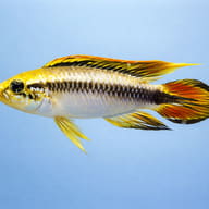 Agassiz´s blue dwarf cichlid — side profile on a plain background — representative image - view 3