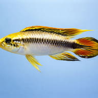 Agassiz´s blue dwarf cichlid — side profile on a plain background — representative image - view 3