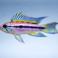 Agassiz´s Rio Madeira dwarf cichlid — side profile on a plain background — representative image - view 3