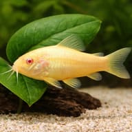 Albino Corydoras Catfish (Corydoras aeneus) — Albino Bronze Cory beside aquarium plants — representative image - view 6