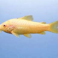 Albino Corydoras Catfish (Corydoras aeneus) — Side profile of an Albino Bronze Cory — representative image - view 5