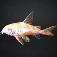 Albino Peppered Cory in side profile on a dark background, showing its barbels, red eye and translucent fins - view 2