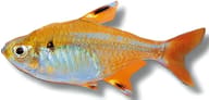 Albino Pristella / Golden X-Ray Tetra — Albino Pristella, Pristella maxillaris - view 5